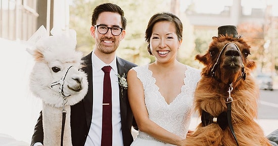 Ненавидите людей? Пригласите на свою свадьбу лам!