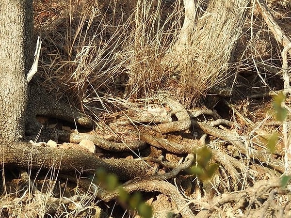 Какое животное так удачно спряталось на этом фото?