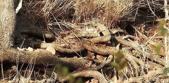 Лишь 5 человек из 100 увидит животное на этом фото. А вы видите? 😯