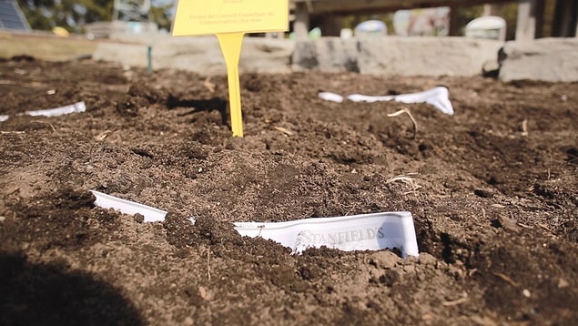 Etkinliğin bir parçası olmak için 15 cm derinliğinde bir çukura iç çamaşırını gömün. Yatay koyduğunuz iç çamaşırının üzerini toprakla kapatın.