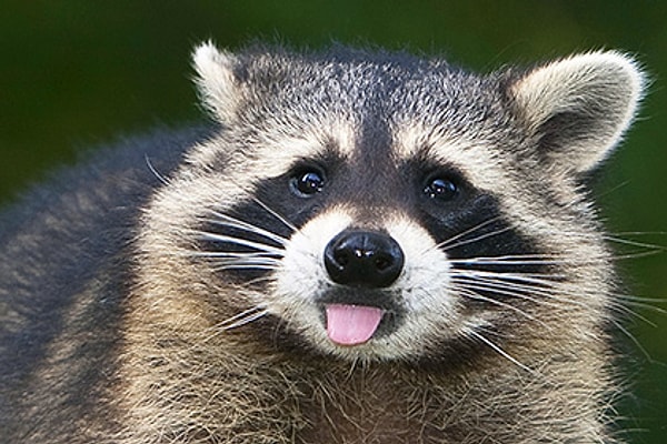 Вы выбрали енота!