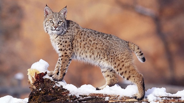 Вы выбрали рысь!