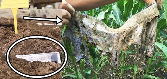 Toprağın Ne Kadar Sağlıklı Olduğunu Anlamanın En İyi Yolu: İç Çamaşırı Gömmek