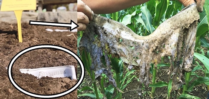 Toprağın Ne Kadar Sağlıklı Olduğunu Anlamanın En İyi Yolu: İç Çamaşırı Gömmek