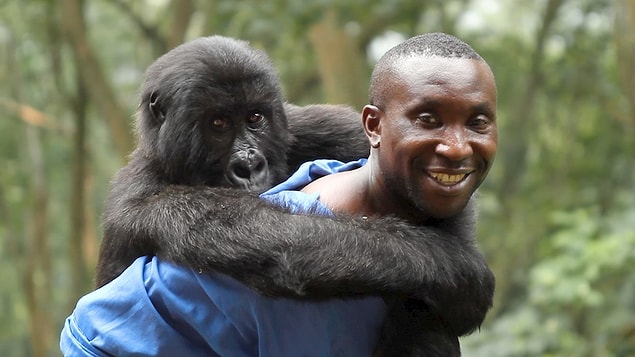 "Virunga" çıktı!