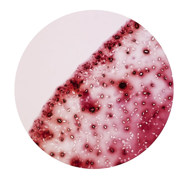 3. А это вино. Черт, пойду осушу еще бокальчик, чтобы забыть это фото!