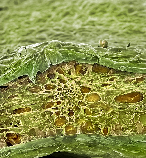 7. А это внутренности овсяных хлопьев: