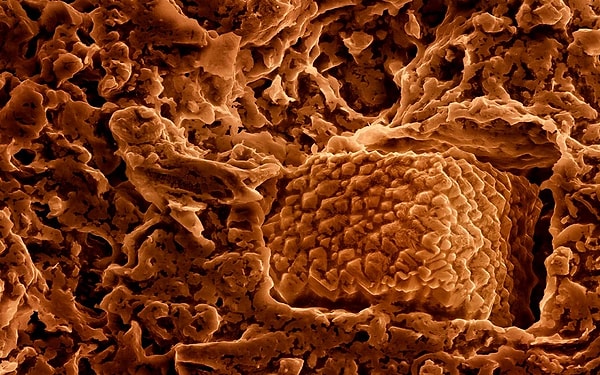 15. Жареный лук: