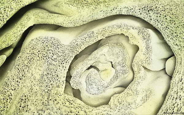 20. Брюссельская капуста и изнутри тоже не привлекательна