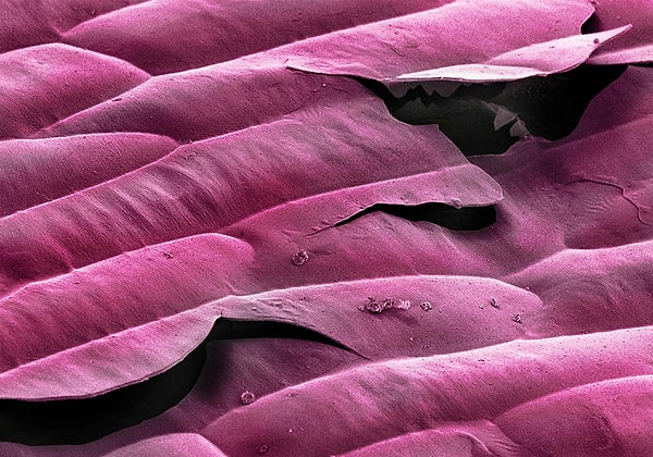 22. Фиолетовый лук похож на матрас :)