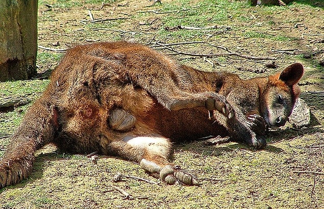 7. The opium addict kangaroos.