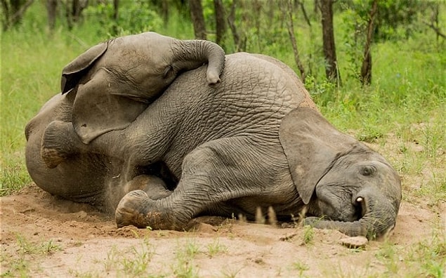 10. Elephants getting high with marula.