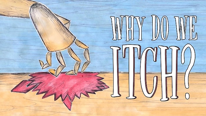 Sinek Isırığından Durduk Yere Başlayanına: Neden Kaşınırız?