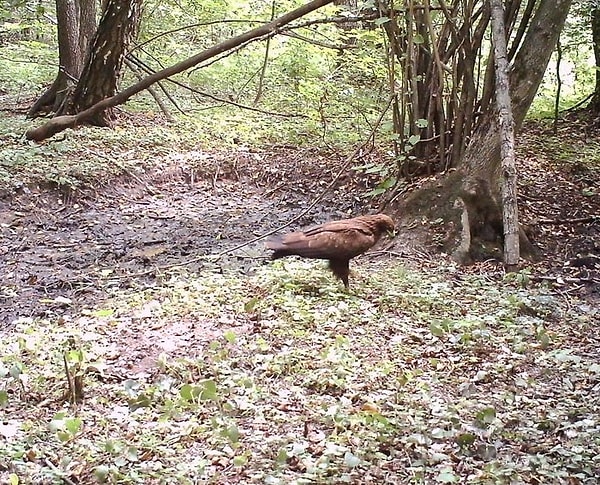 2. Еще одна "краснокнижная" птица — малый подорлик