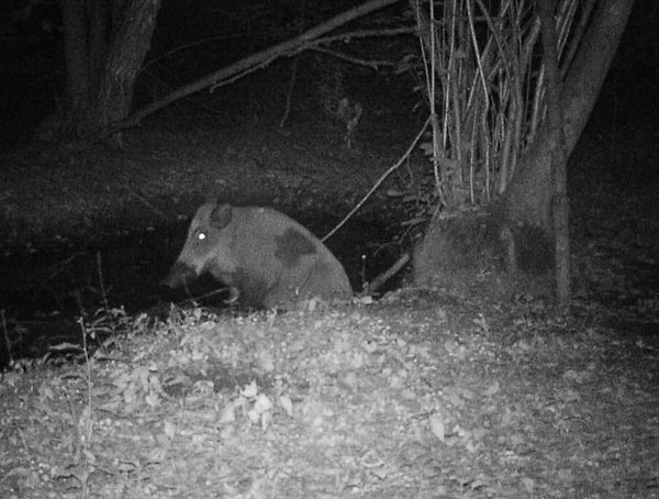 6. Кабан принимает грязевые ванны