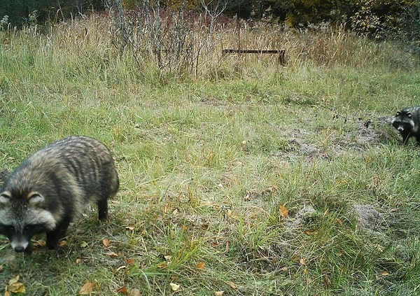 7. Енотовидные собаки разгулялись вовсю!