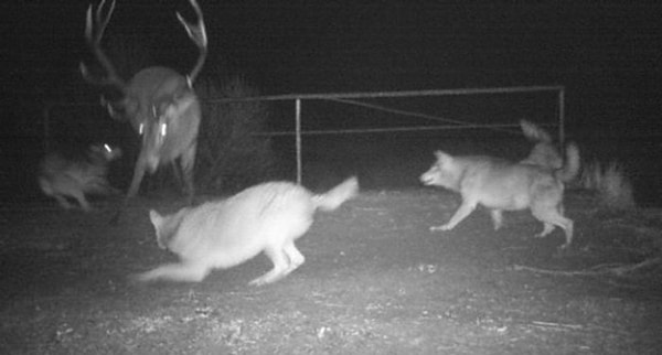 10. Волки загнали оленя-подранка