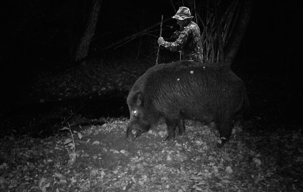 16. А вот как выглядят животные в сравнении с людьми (фотомонтаж из двух кадров одной и той же камеры)