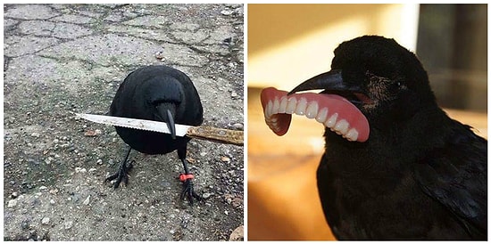 20 фото, доказывающих, что вороны самые вредные птицы в мире