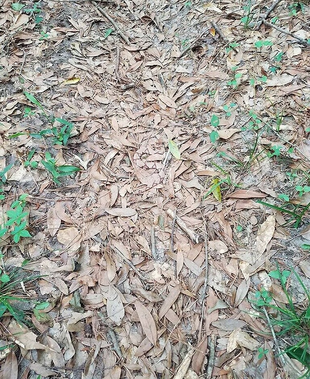Herpetology student Helen shared this photo on Twitter.