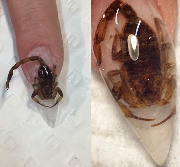 2. В случае, если вы не рассмотрели скорпиончика