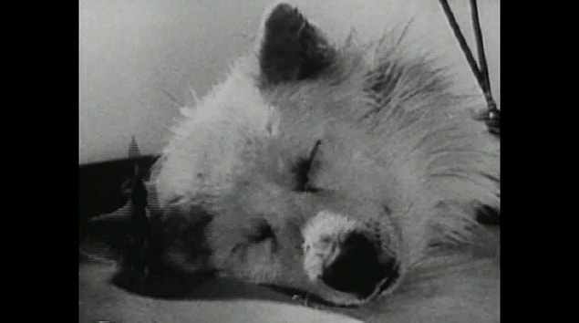First, a physiologist named Charles Claude Guthrie placed the head of a dog on the neck of another dog.