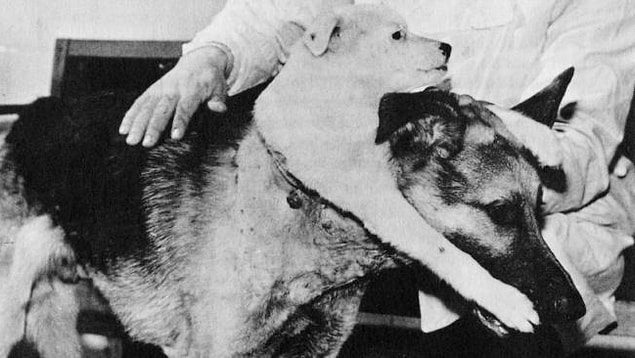In this experiment, Demikhov aimed to create a double-headed dog by cutting a dog's head and transferring it to another dog.