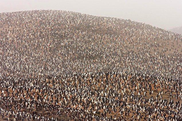 7. Son birkaç bin yılda, Güney Kutbu'nda bulunan volkanlar birçok penguenin ölümüne sebep oldu. Bilim insanları, penguen kakalarından geçmiş nüfuslarını araştırdı.
