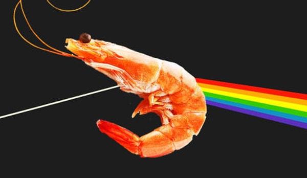 15. Doğu Pasifik'te Pink Floyd'a ithafen 'Synalpheus pinkfloydi' olarak isimlendirilen bir karides türü keşfedildi.