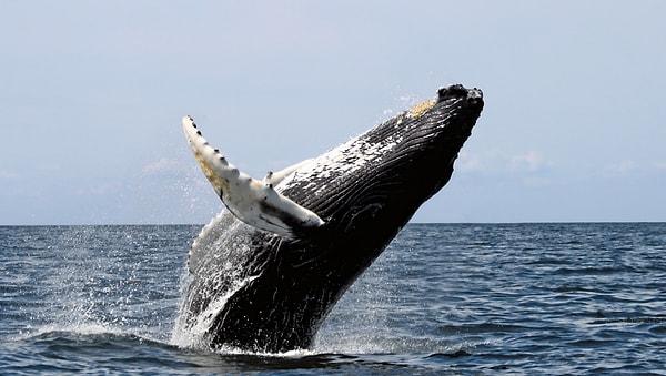 16. Kambur balina yavruları annelerine sessizce fısıldayabiliyor ve böylece etraftaki diğer balinalar onları duyamıyor.