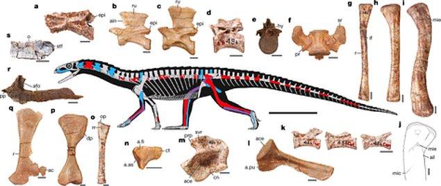 17. Dinozorların en eski ataları timsah gibi dört ayak üzerinde sürünüyordu.