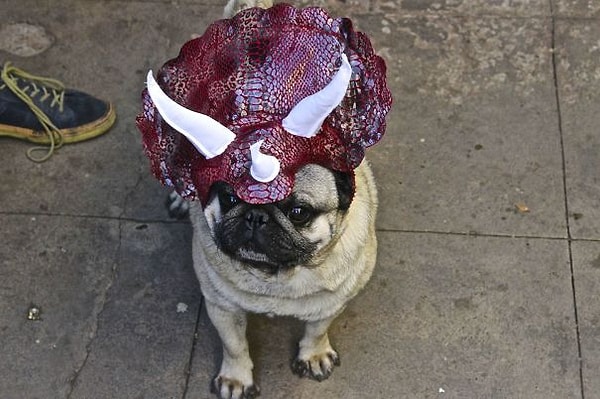 9. "Теперь у меня есть трицерамопс"