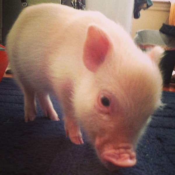 13. "Я была настолько пьяна, что купила себе поросенка. Ее зовут Кэрол"