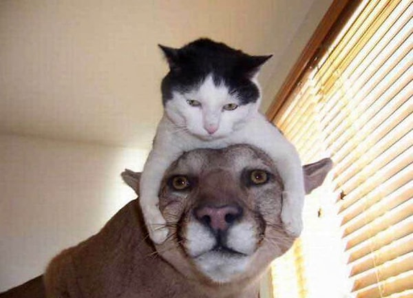 2. У этой кошки напрочь отсутствует инстинкт самосохранения