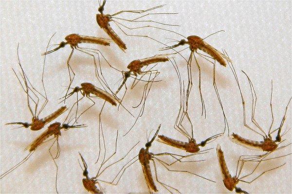 Bilinen 3500’e yakın sivrisinek türü var. Evet, bazı türler ölümcül. Ama bazı türlerin de kendine hayrı yok.