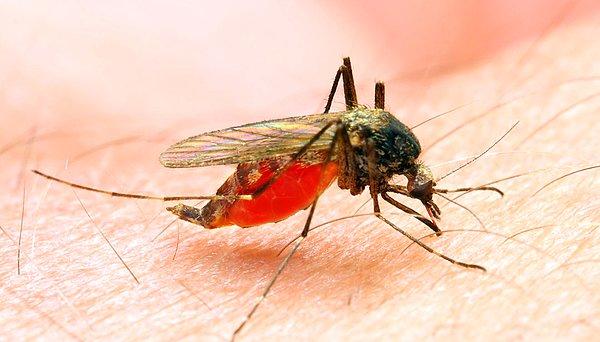 Sonuç olarak sivrisineklerle olan imtihanımız uzun bir süre sona ermeyecek gibi görünüyor.