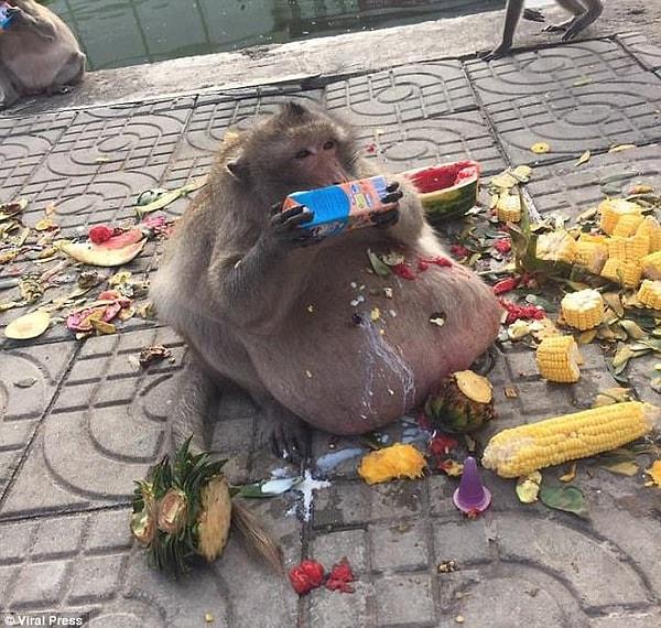 'Şişman Amca' lakaplı 15 kiloluk uzun kuyruklu makak, turistlerin verdiği sulu kavunlarla, mısırlarla ve makarnalarla besleniyordu.