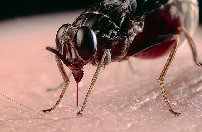 Dünya'daki Tüm Sivrisinekleri Öldürüp İçindeki Kanı Dışarı Çıkarsak Acaba Ne Olurdu?