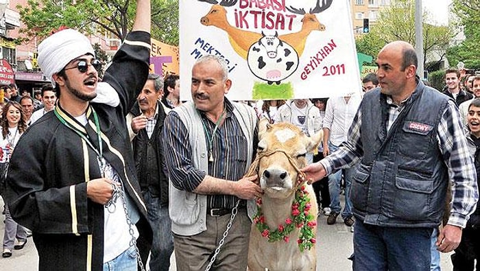 Mülkiye'nin 80 Yıldır Kutladığı 'İnek Bayramı' Güvenlik Gerekçesiyle Yasak