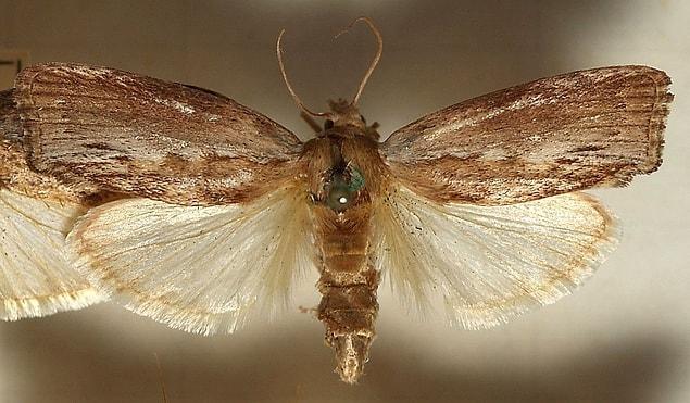 10. There's a caterpillar called Galleria mellonella (commonly known as the wax moth) that can break down plastic.