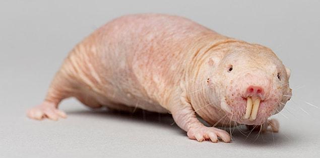 11. Naked mole rats can survive for up to 18 minutes without oxygen by using fructose, instead of glucose, to make energy.