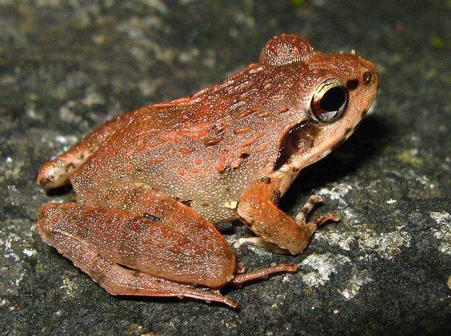 12. There's a chemical in the skin of South Indian frogs that can kill some strains of the flu virus.