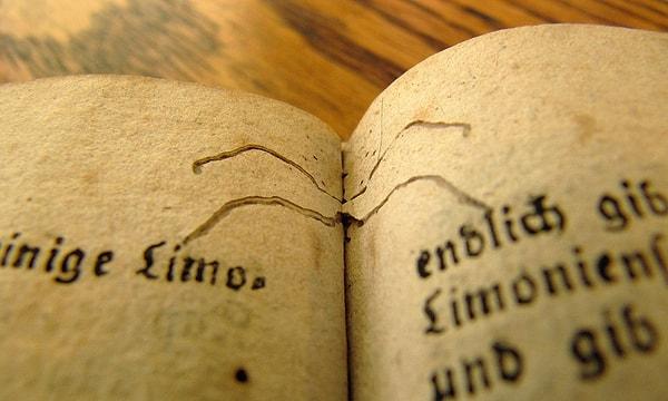 18. Kitapkurdu kelimesi gerçekten kitapların içinde yaşayan küçük böceklerden gelir.