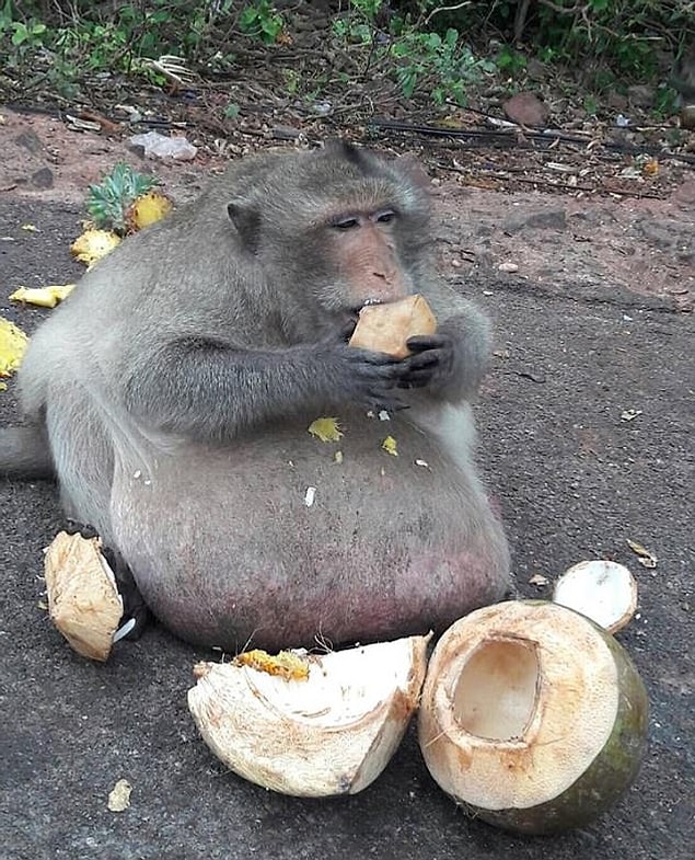 He developed an enormous belly before wildlife officials, who received reports from concerned locals, spotted him.
