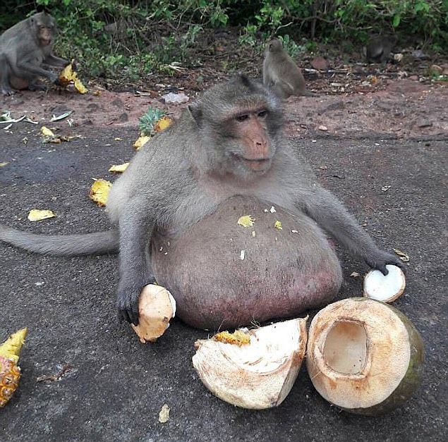 Uncle Fatty has now been rescued and taken for a health check and monkey 'fat camp' to try and reduce his weight to a more acceptable 17.5lb - normal for his species.