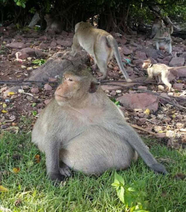 'He's old now and likes to sit around eating a lot. We want the monkeys to stay roaming free outside where they are happy.'