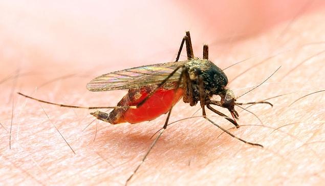 It seems as though our everyday struggle with mosquitoes won't come to an end for a long time.