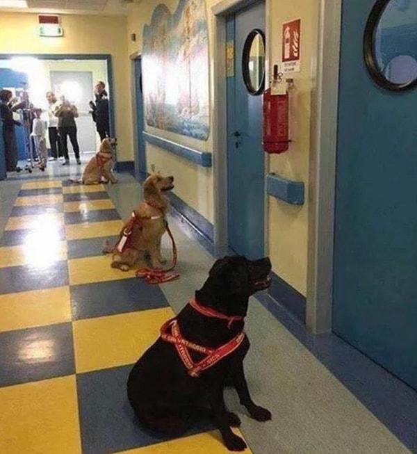 1. İtalya'da bir çocuk hastanesinde, tedavi köpekleri yeni dostlarını heyecanla beklerken...
