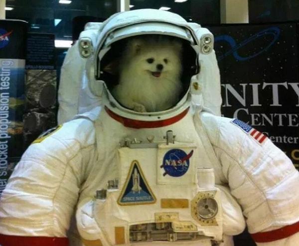 9. Uzayın derinliklerini keşfetmeye hazır bir köpek o!