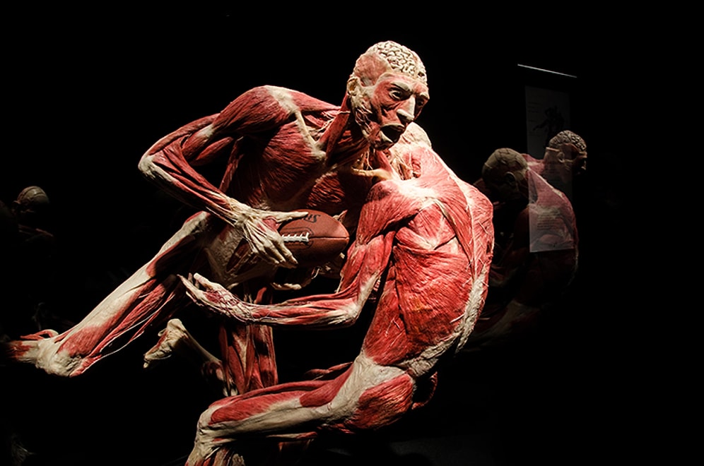 Bilim İnsanlarına Göre Kopan Uzuvlarımızın Yenilenmesi Yakın Gelecekte Mümkün Olacak!